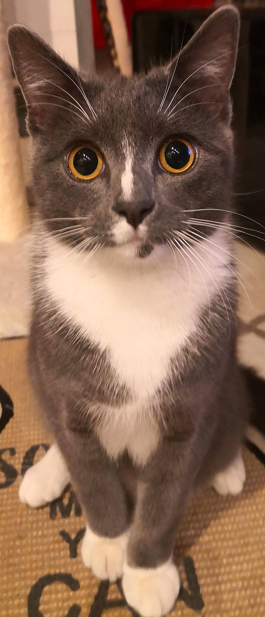 Sirius participe au concours pour gagner de l'argent avec cette photo : carnivore, cat, curious, domestic_short_haired_cat, eye, felidae, fur, hair, head, iris, monochrome, monochrome_photography, small_to_medium_sized_cats, snout, terrestrial_animal, whiskers, window