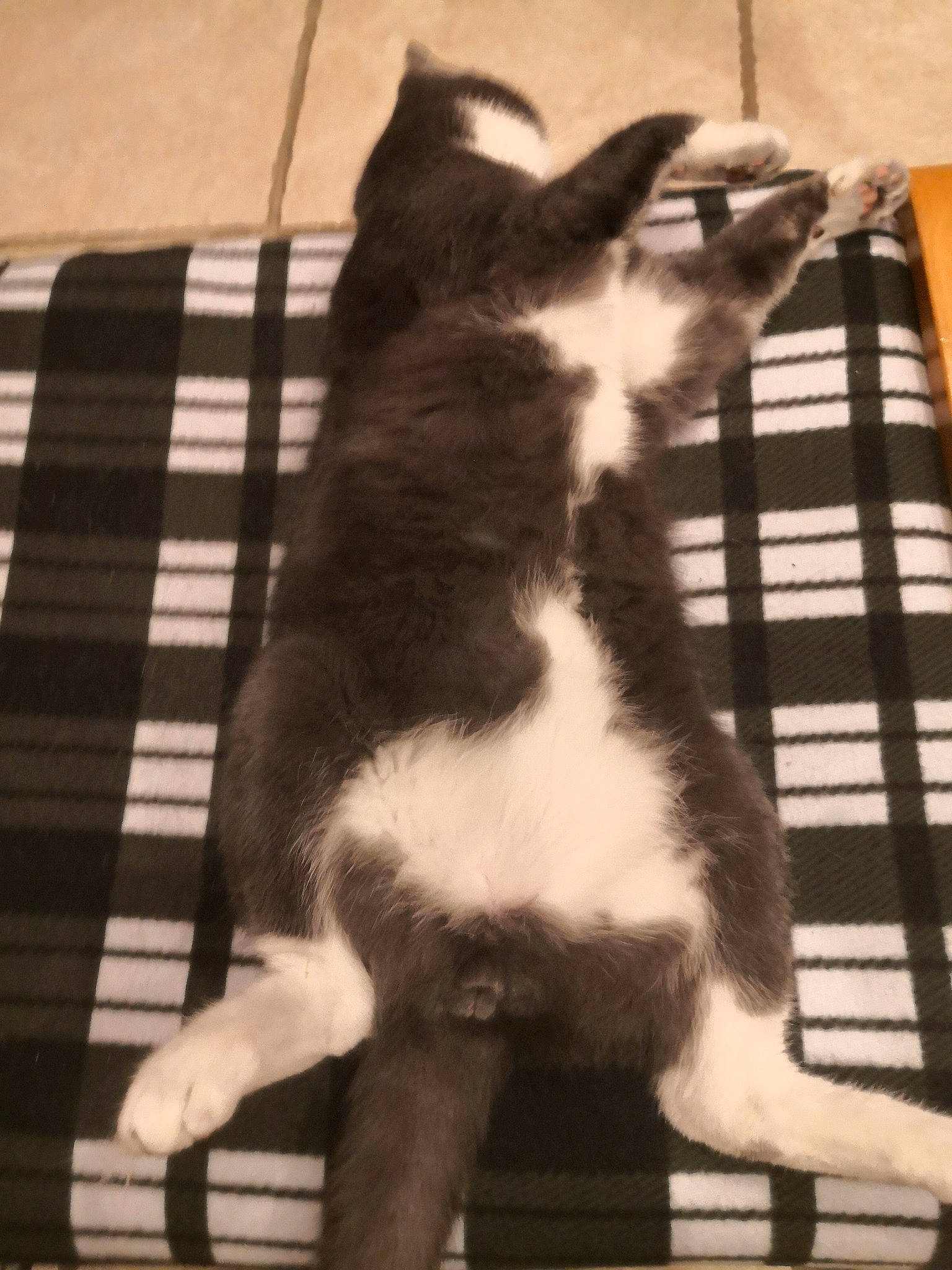 Sirius participe au concours pour gagner de l'argent avec cette photo : canidae, carnivore, cat, claw, comfort, companion_dog, dog_breed, domestic_short_haired_cat, felidae, flooring, fur, human_leg, paw, small_to_medium_sized_cats, snout, sporting_group, tail, terrestrial_animal, whiskers, wood