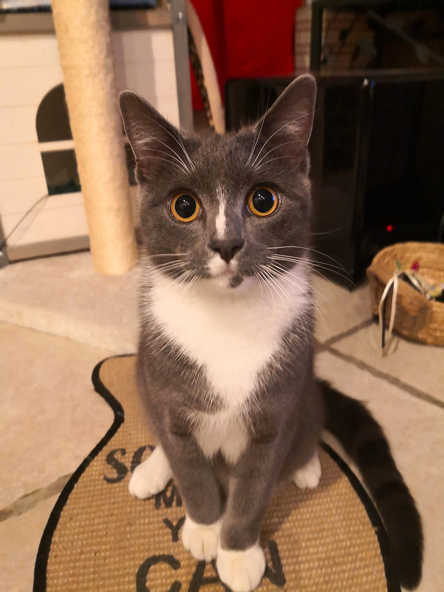 Sirius a rejoint le concours — aidez-le/la à gagner de superbes lots ! box, carnivore, cat, cat_furniture, cat_supply, claw, domestic_short_haired_cat, felidae, fur, grey, metal, paw, pet_supply, sitting, small_to_medium_sized_cats, snout, tail, whiskers