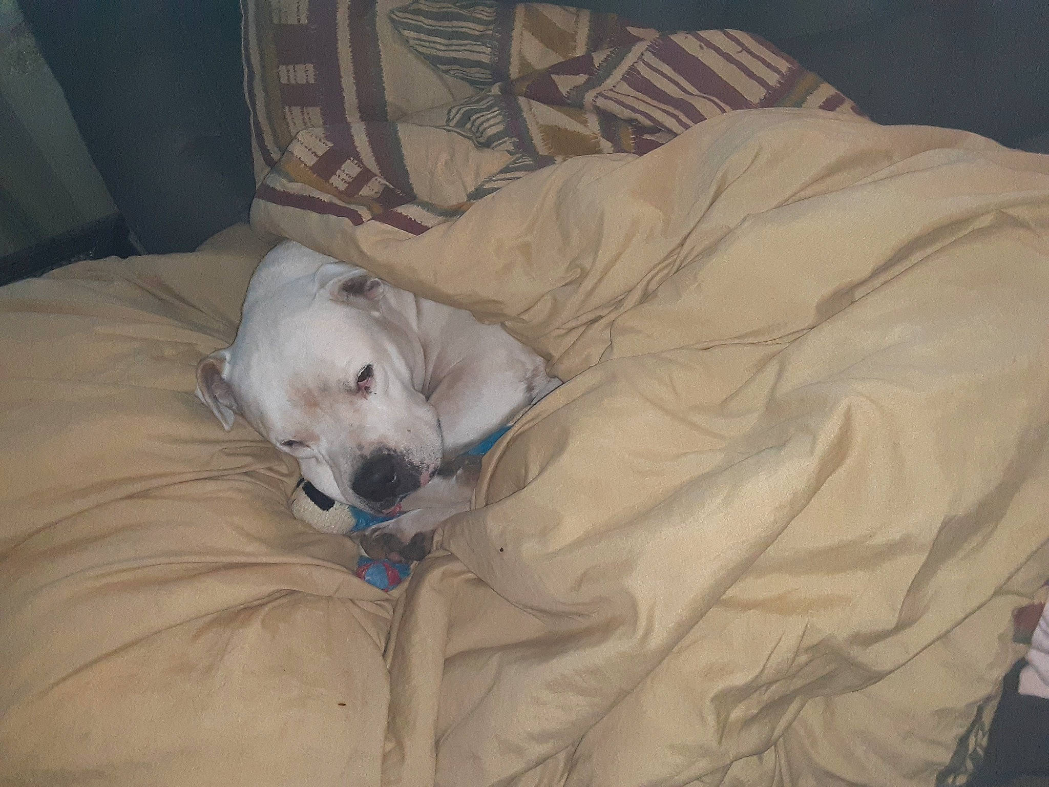 Cleatus is registered to the contest to win money with this photo: canidae, carnivore, companion_dog, dog, dog_breed, dogo_argentino, guard_dog, nap, non_sporting_group, puppy, retriever, sleep, sporting_group