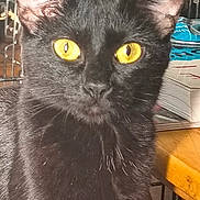 Nix is registered to the contest to win money with this photo: animal, black_cat, book, cat, close_up, cute, domestic_cat, ears, face, feline, fur, household, indoor, looking, mammal, pet, portrait, table, whiskers, yellow_eyes