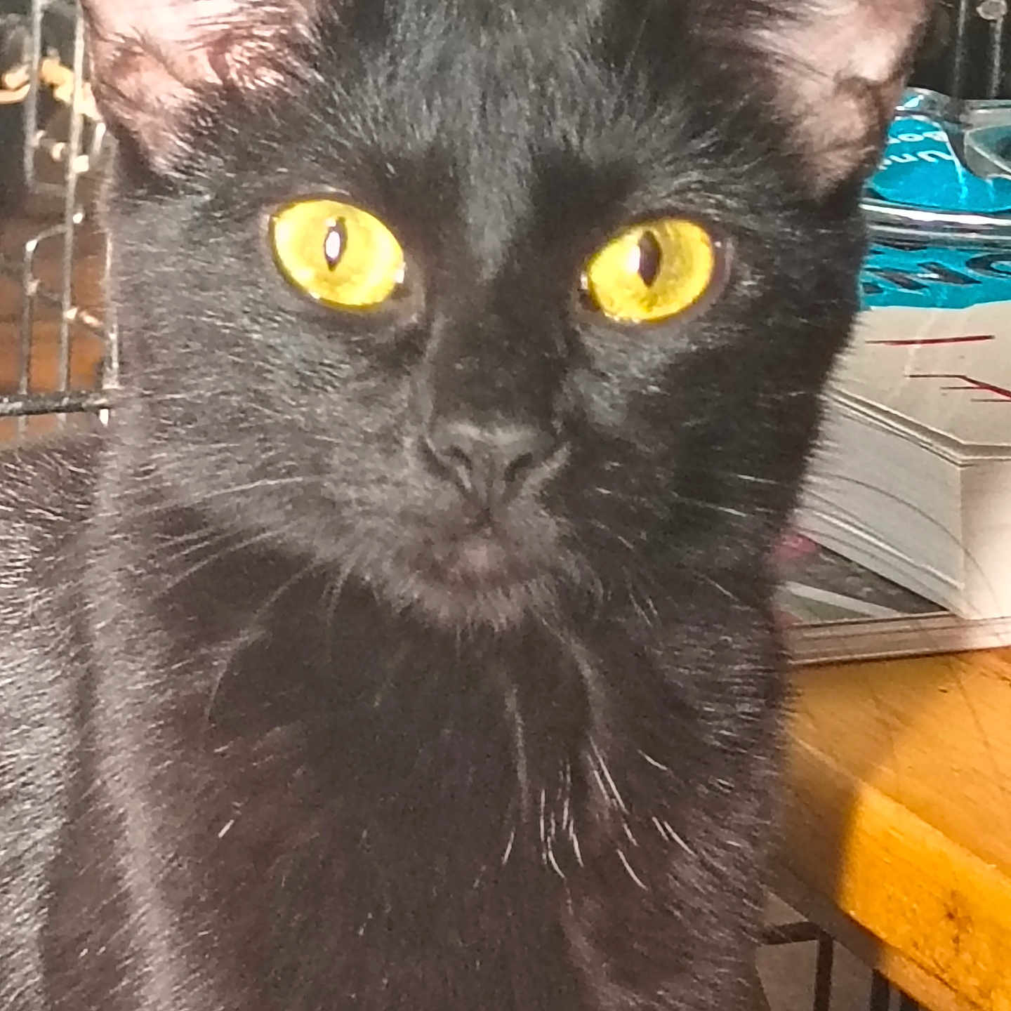 Nix is registered to the contest to win money with this photo: animal, black_cat, book, cat, close_up, cute, domestic_cat, ears, face, feline, fur, household, indoor, looking, mammal, pet, portrait, table, whiskers, yellow_eyes