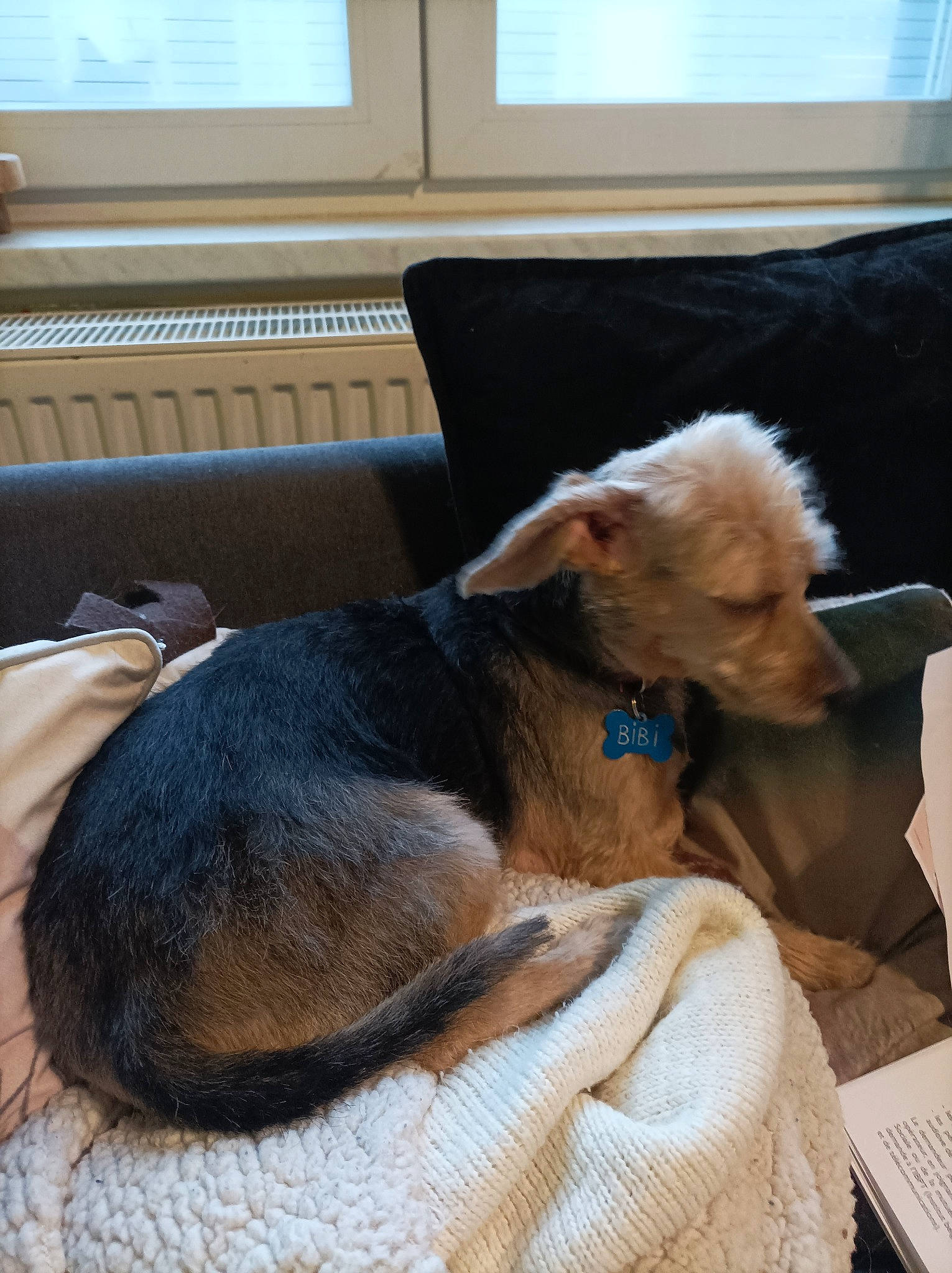 Biscotte a rejoint le concours — aidez-le/la à gagner de superbes lots ! canidae, carnivore, chair, collar, comfort, companion_dog, dog, dog_breed, ear, fawn, flooring, fur, liver, nap, sitting, sporting_group, terrier, window, window_blind, working_animal