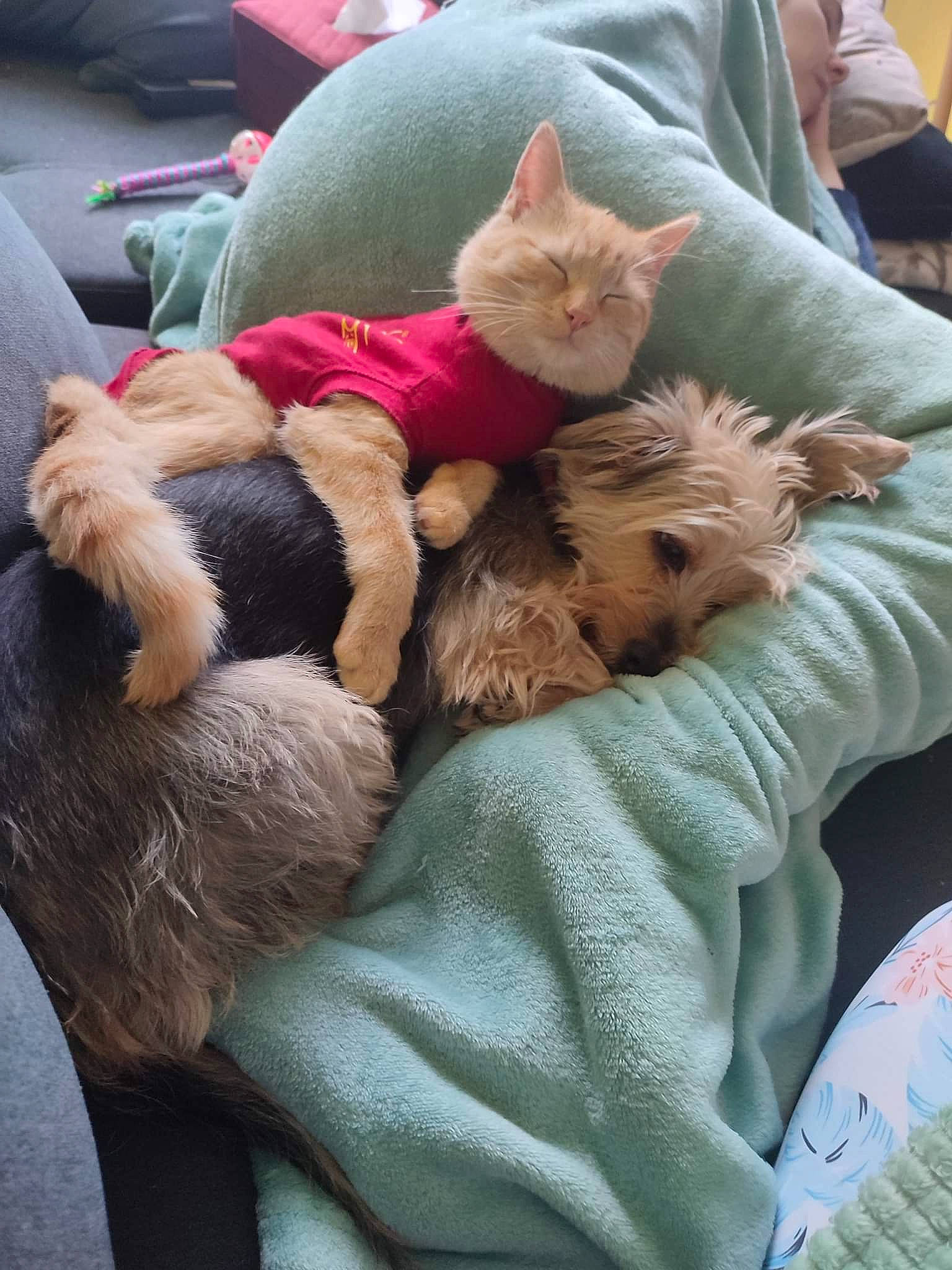 Biscotte a rejoint le concours — aidez-le/la à gagner de superbes lots ! bed, canidae, carnivore, cat, comfort, companion_dog, dog_breed, domestic_short_haired_cat, fawn, felidae, fur, lap, linens, mammal, nap, paw, small_to_medium_sized_cats, tail, textile, whiskers