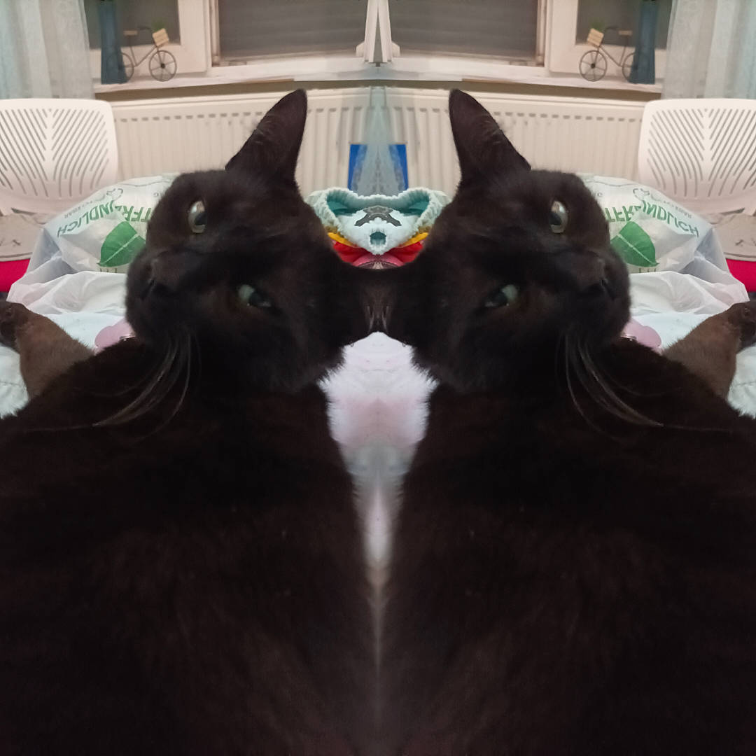 Blacky participe au concours pour gagner de l'argent avec cette photo : black_cat, carnivore, cat, comfort, domestic_short_haired_cat, felidae, formal_wear, fruit, fur, grey, linens, moustache, picture_frame, plant, room, small_to_medium_sized_cats, snout, tail, vegetable, whiskers