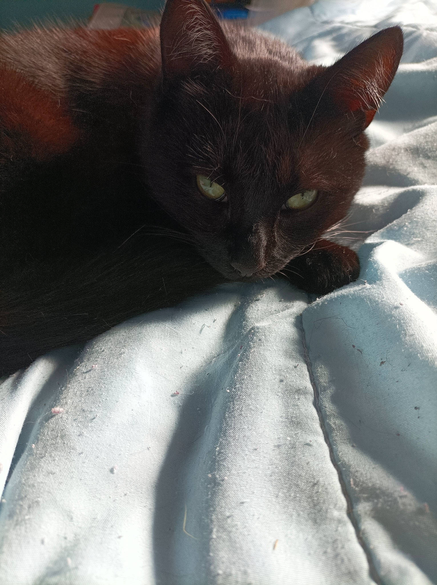 Blacky a rejoint le concours — aidez-le/la à gagner de superbes lots ! black_cat, carnivore, cat, claw, comfort, domestic_short_haired_cat, electric_blue, felidae, fur, havana_brown, linens, paw, petal, sand, shadow, small_to_medium_sized_cats, snout, tail, terrestrial_animal, whiskers