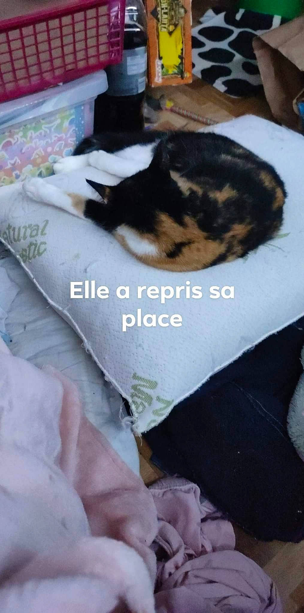 Nina a rejoint le concours — aidez-le/la à gagner de superbes lots ! bedding, carnivore, cat, comfort, domestic_short_haired_cat, felidae, flooring, font, fur, linens, mammal, nap, room, sleeve, small_to_medium_sized_cats, tail, textile, whiskers, white