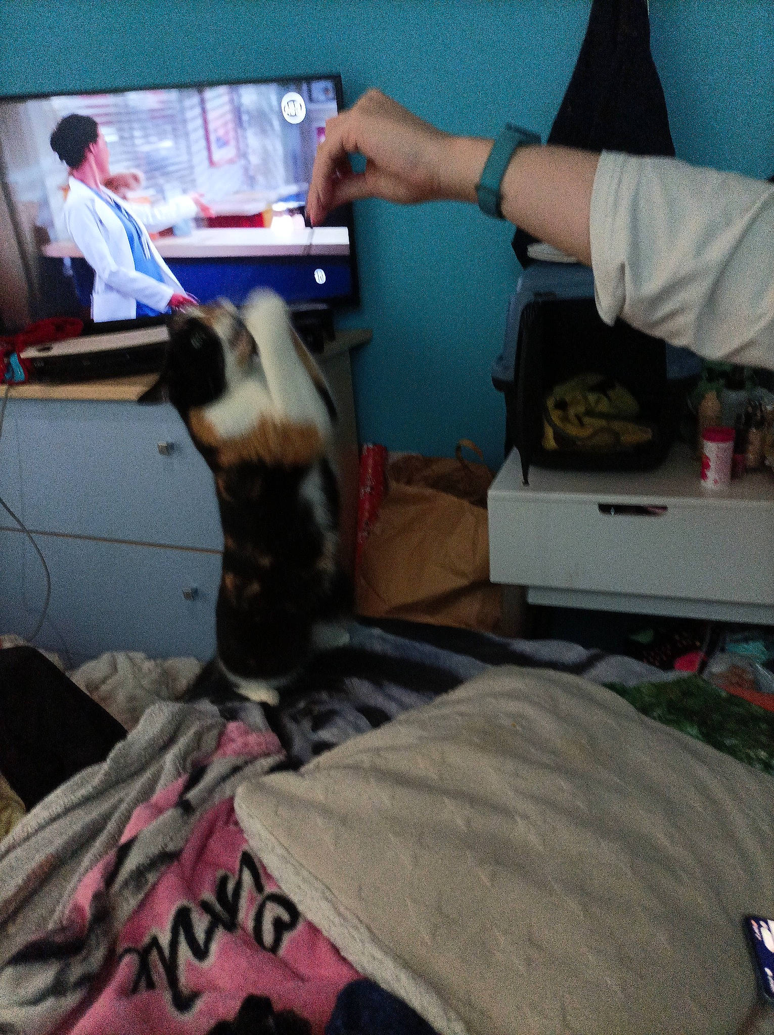 Nina a rejoint le concours — aidez-le/la à gagner de superbes lots ! arm, bed, bedding, carnivore, cat, comfort, display_device, domestic_short_haired_cat, elbow, electronic_device, felidae, fur, gadget, human_leg, lap, linens, room, service, small_to_medium_sized_cats, whiskers