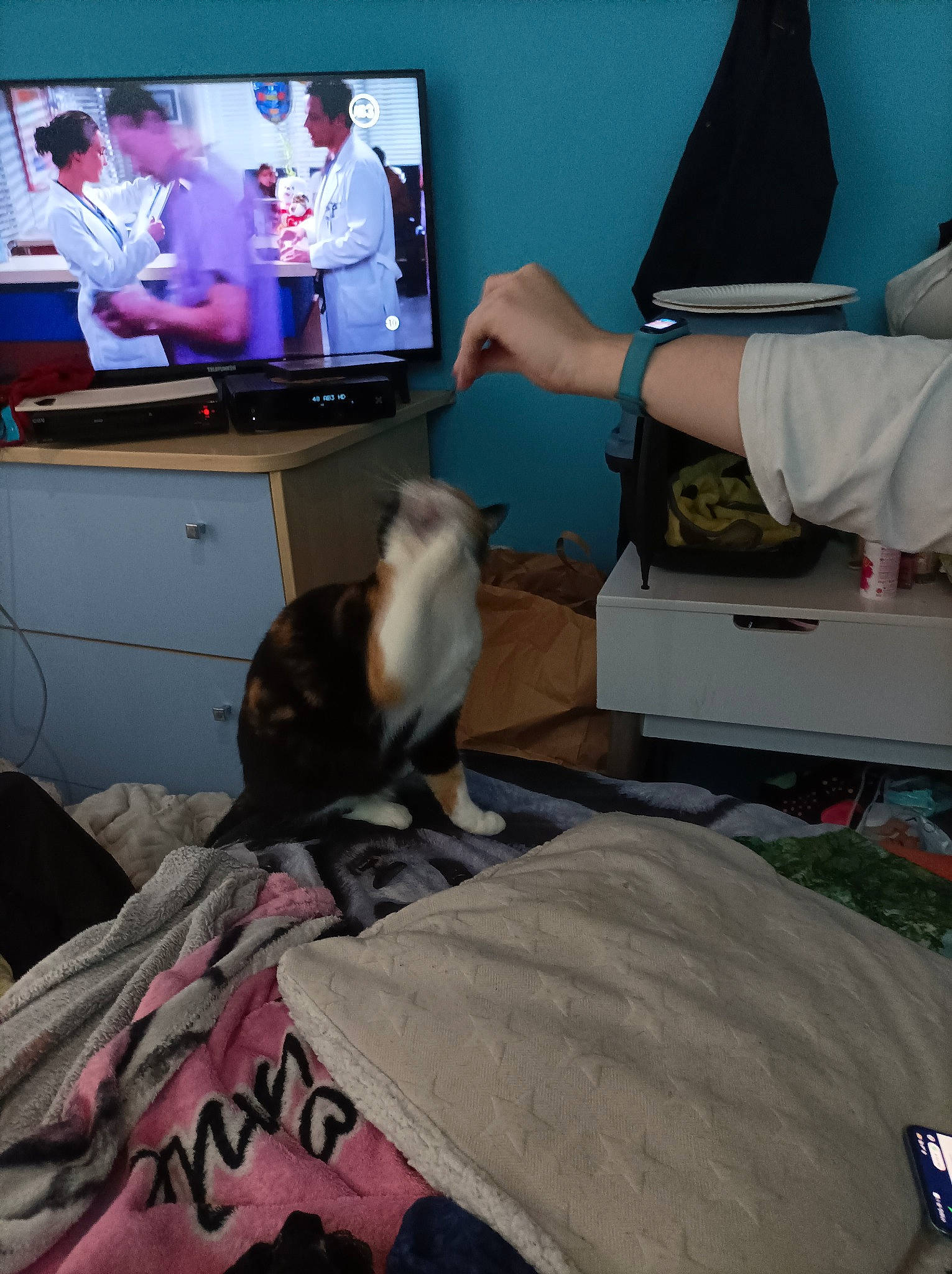 Nina a rejoint le concours — aidez-le/la à gagner de superbes lots ! bed, cat, comfort, display_device, electronic_device, felidae, flat_panel_display, fur, gadget, hardwood, home_appliance, human_leg, lap, led_backlit_lcd_display, linens, room, small_to_medium_sized_cats, television, television_set, whiskers