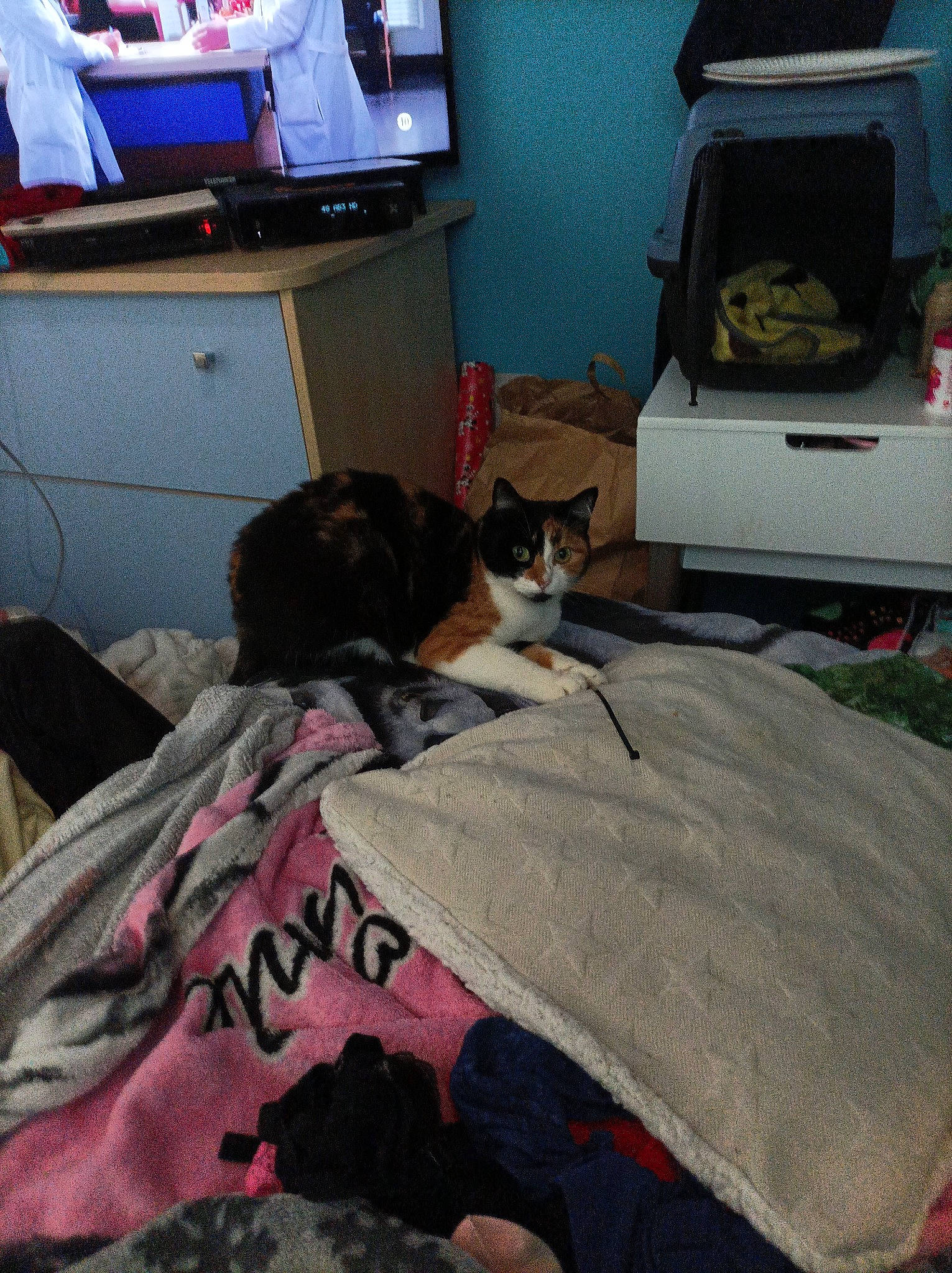 Nina a rejoint le concours — aidez-le/la à gagner de superbes lots ! bed, bed_sheet, bedding, bedroom, cabinetry, carnivore, cat, chest_of_drawers, comfort, drawer, felidae, fur, home_appliance, linens, room, small_to_medium_sized_cats, television, television_set, whiskers, wood