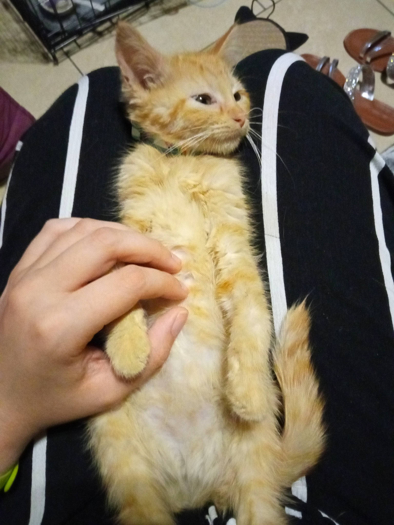 Tbiscuit participe au concours pour gagner de l'argent avec cette photo : canidae, carnivore, cat, claw, companion_dog, domestic_short_haired_cat, event, fawn, felidae, formal_wear, fur, gesture, hand, nail, paw, small_to_medium_sized_cats, tail, whiskers