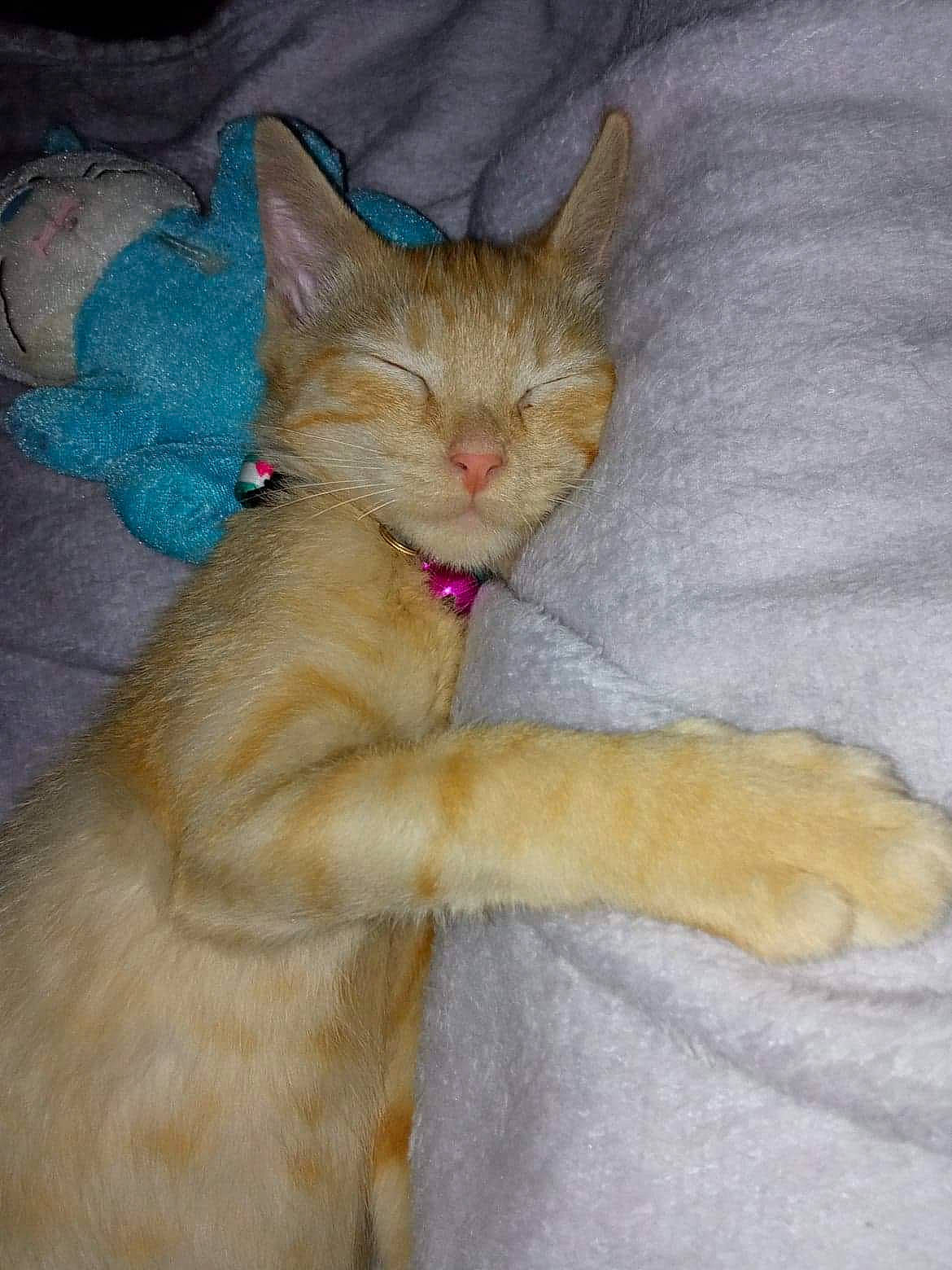 Tbiscuit a rejoint le concours — aidez-le/la à gagner de superbes lots ! carnivore, cat, claw, comfort, domestic_short_haired_cat, fawn, felidae, fur, paw, small_to_medium_sized_cats, snout, tail, terrestrial_animal, whiskers