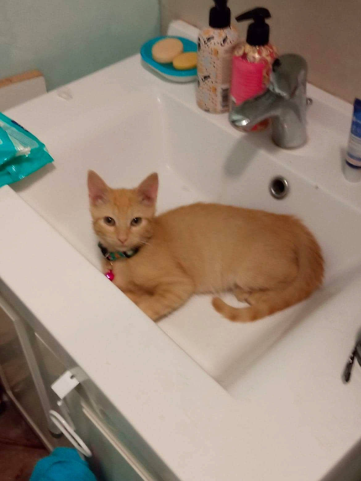 Tbiscuit participe au concours pour gagner de l'argent avec cette photo : bathing, bathroom, blue, canidae, carnivore, cat, domestic_short_haired_cat, fawn, felidae, paw, plumbing, plumbing_fixture, room, sink, small_to_medium_sized_cats, table, tail, tap, whiskers, wood