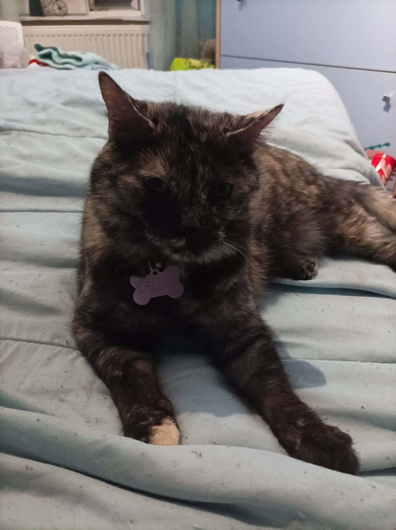 Câline a rejoint le concours — aidez-le/la à gagner de superbes lots ! black_cat, carnivore, cat, cat_supply, claw, comfort, domestic_short_haired_cat, door, felidae, fur, grey, houseplant, nap, paw, plant, small_to_medium_sized_cats, snout, tail, terrestrial_animal, whiskers