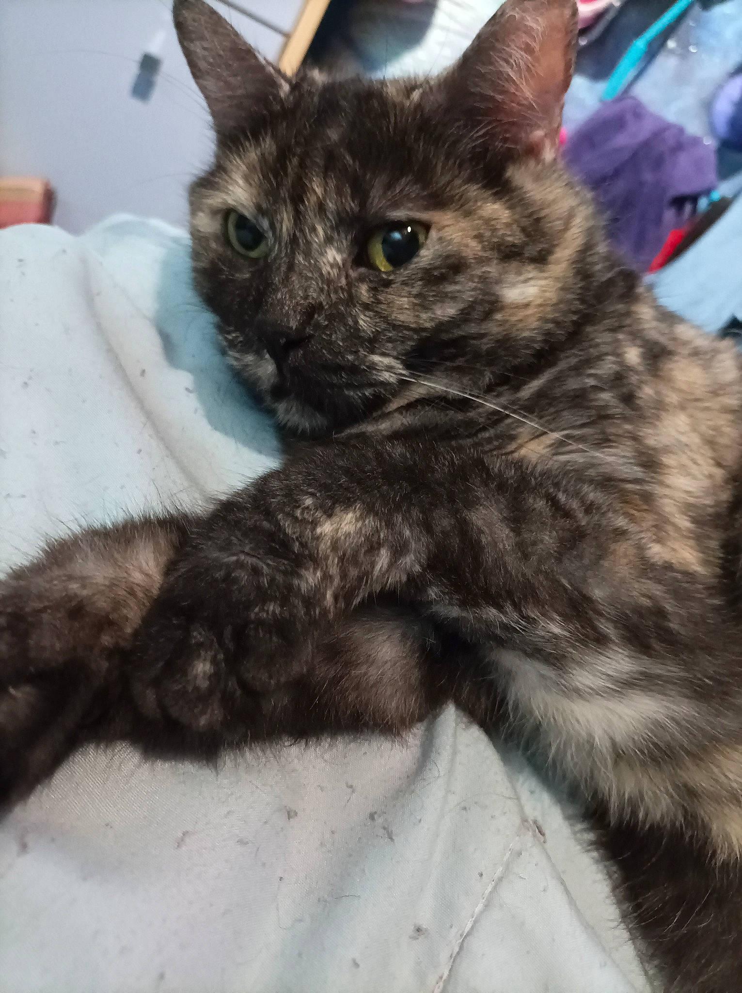 Câline a rejoint le concours — aidez-le/la à gagner de superbes lots ! carnivore, cat, cat_supply, claw, comfort, domestic_short_haired_cat, felidae, fur, paw, small_to_medium_sized_cats, snout, tail, terrestrial_animal, whiskers