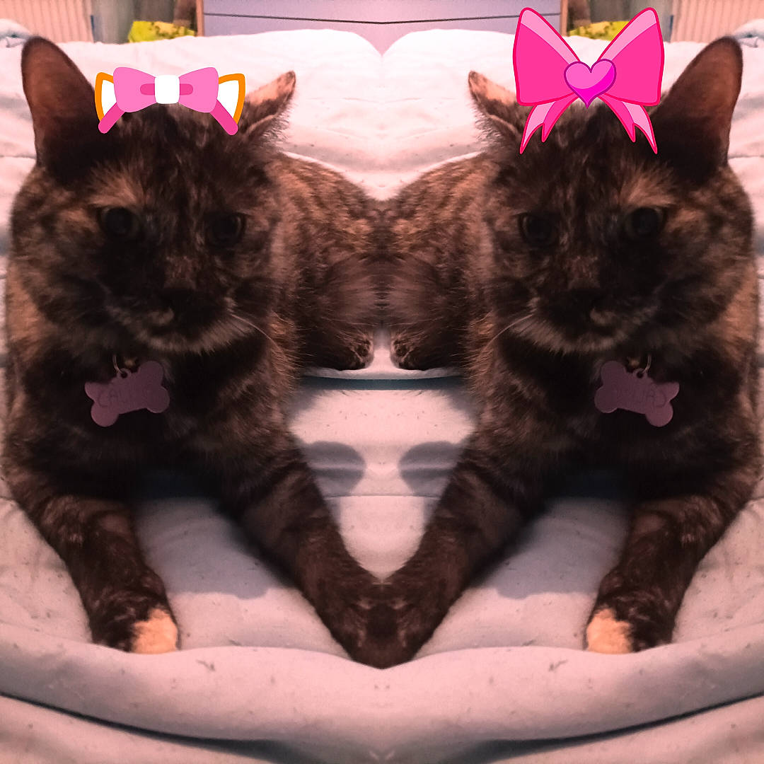 Câline participe au concours pour gagner de l'argent avec cette photo : art, black_cat, black_hair, claw, eye, fashion_accessory, felidae, fur, linens, magenta, pattern, pink, small_to_medium_sized_cats, snout, stuffed_toy, tail, toy, tree, whiskers, wool