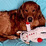 dog, golden_retriever, pet, animal, stuffed_toy, plush, couch, blue_background, fur, paws, indoor, relaxed, toy, face, looking, lying_down, companion, cute, home, resting