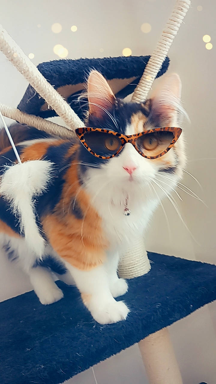 Ruby participe au concours pour gagner de l'argent avec cette photo : art, carnivore, cat, collar, domestic_short_haired_cat, electric_blue, eyewear, fawn, felidae, foot, fur, glasses, happy, pattern, paw, small_to_medium_sized_cats, snout, tail, vision_care, whiskers