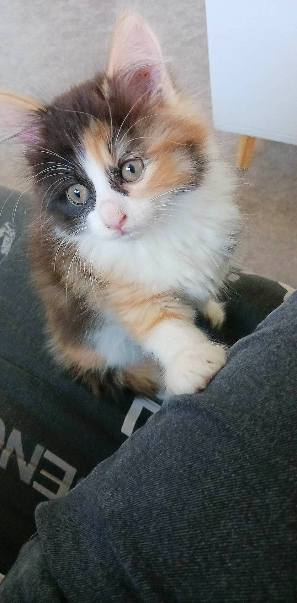 Ruby participe au concours pour gagner de l'argent avec cette photo : carnivore, cat, claw, companion_dog, domestic_short_haired_cat, door_mat, fawn, felidae, flooring, fur, paw, small_to_medium_sized_cats, snout, tail, terrestrial_animal, whiskers