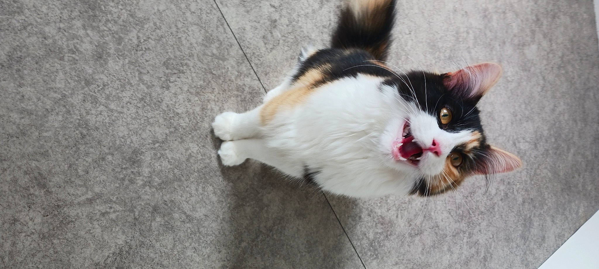 Ruby participe au concours pour gagner de l'argent avec cette photo : carnivore, cat, claw, domestic_short_haired_cat, felidae, flooring, foot, fur, paw, small_to_medium_sized_cats, snout, tail, whiskers