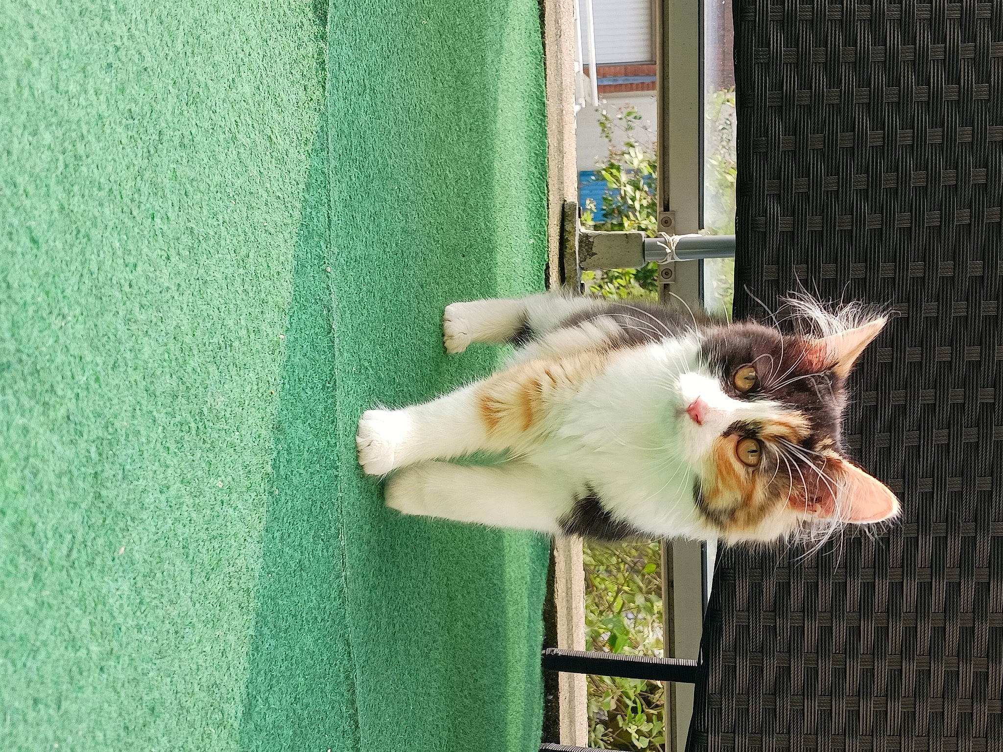 Ruby a rejoint le concours — aidez-le/la à gagner de superbes lots ! canidae, carnivore, cat, companion_dog, dog_breed, domestic_short_haired_cat, eye, fawn, felidae, fur, grass, green, paw, plant, small_to_medium_sized_cats, snout, sporting_group, tail, whiskers, window