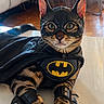 Batman a rejoint le concours — aidez-le/la à gagner de superbes lots ! animal, batman_costume, cape, cat, claws, costume, cute, domestic_cat, ears, feline, fur, indoor, mask, pet, playful, posing, superhero, tabby, table, whiskers