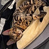 Batman a rejoint le concours — aidez-le/la à gagner de superbes lots ! animal, bed, bengal_cat, blanket, carrier, cat, cozy, curled_up, cute, ears, fur, indoor, looking, mesh, pet, resting, soft, striped, tabby, whiskers