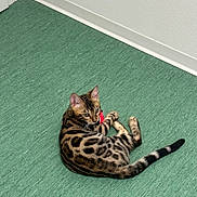 Batman participe au concours pour gagner de l'argent avec cette photo : cat, bengal_cat, animal, pet, indoor, floor, green_floor, corner, wall, curious, looking_back, striped_tail, ears, whiskers, feline, domestic_cat, playful, young_cat, spotted_coat, relaxed