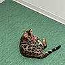 cat, bengal_cat, animal, pet, indoor, floor, green_floor, corner, wall, curious, looking_back, striped_tail, ears, whiskers, feline, domestic_cat, playful, young_cat, spotted_coat, relaxed