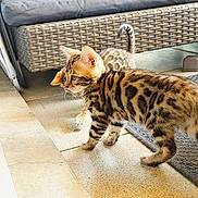 Batman participe au concours pour gagner de l'argent avec cette photo : animal, cat, curious, cute, domestic, exploring, feline, floor, indoor, kitten, paws, pet, playful, side_view, spotted, striped, tail, two_animals, wicker_furniture, young