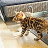 animal, cat, curious, cute, domestic, exploring, feline, floor, indoor, kitten, paws, pet, playful, side_view, spotted, striped, tail, two_animals, wicker_furniture, young