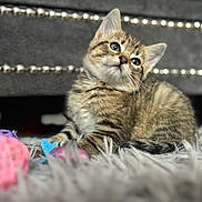 Milo joined the competition — help win amazing prizes! kitten, tabby, cat, pet, fur, toy, indoor, cozy, shaggy_rug, curious, young, cute, animal, whiskers, playful, relaxed, soft_focus, closeup, feline, resting