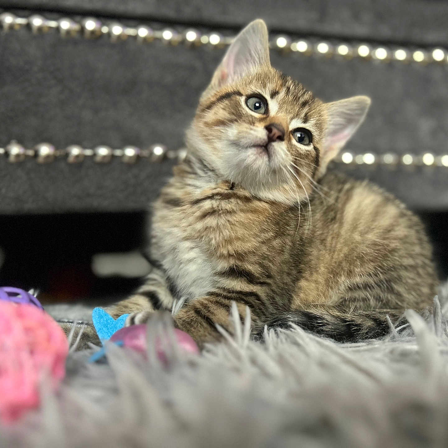 Milo