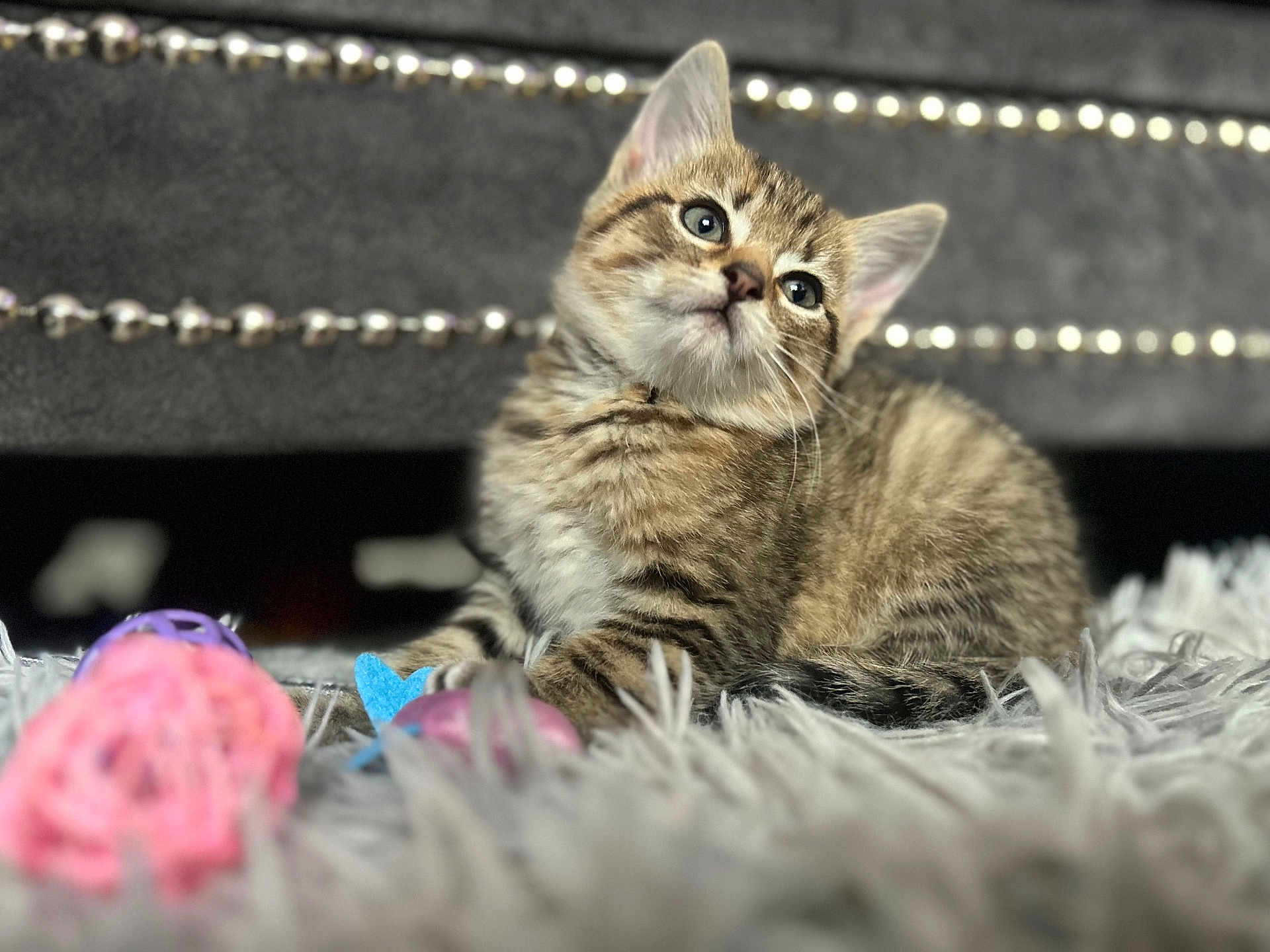 Milo joined the competition — help win amazing prizes! kitten, tabby, cat, pet, fur, toy, indoor, cozy, shaggy_rug, curious, young, cute, animal, whiskers, playful, relaxed, soft_focus, closeup, feline, resting