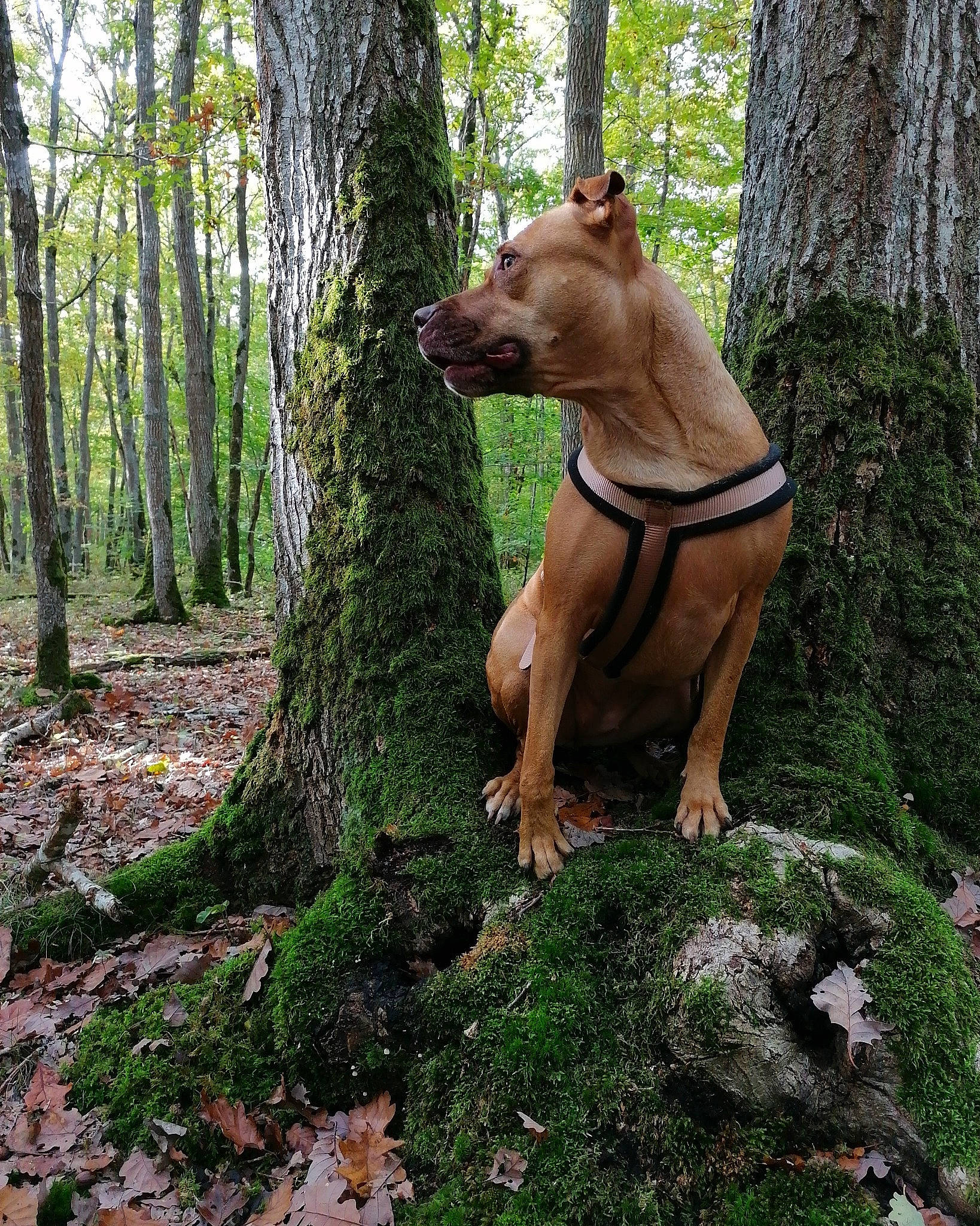Rita participe au concours pour gagner de l'argent avec cette photo : american_staffordshire_terrier, canidae, carnivore, dog, dog_breed, fawn, forest, mammal, non_sporting_group, old_growth_forest, plant, tree, trunk, woodland