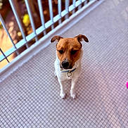 Azur a rejoint le concours — aidez-le/la à gagner de superbes lots ! animal, balcony, brown, canine, collar, companion, cute, dog, domestic_animal, floor, friendly, fur, looking_down, outdoor, pet, portrait, railing, sitting, tile, white