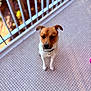 animal, balcony, brown, canine, collar, companion, cute, dog, domestic_animal, floor, friendly, fur, looking_down, outdoor, pet, portrait, railing, sitting, tile, white
