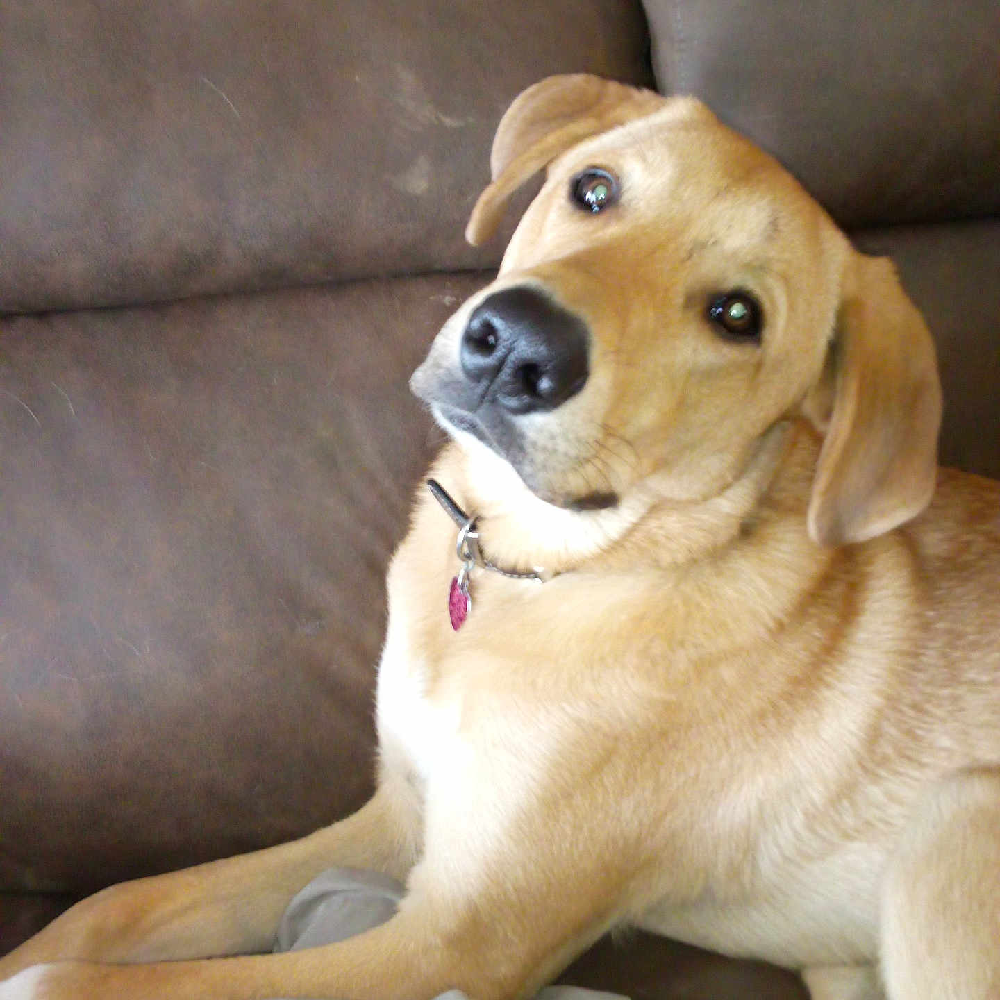Duke