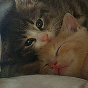 Marmie Mittens is registered to the contest to win money with this photo: adorable, animal, cat, closeup, companion, cozy, cute, ears, eyes, friendship, fur, indoor, kitten, nose, pets, resting, sleeping, snuggling, soft, whiskers