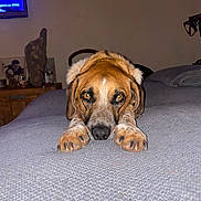 Scott participe au concours pour gagner de l'argent avec cette photo : bed, bedroom, brown_dog, canine, dog, eyes, flash_photography, floppy_ears, furniture, home, indoor, long_ears, lying_down, nose, paws, pet, portrait, puppy, relaxed, snout