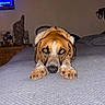 bed, bedroom, brown_dog, canine, dog, eyes, flash_photography, floppy_ears, furniture, home, indoor, long_ears, lying_down, nose, paws, pet, portrait, puppy, relaxed, snout