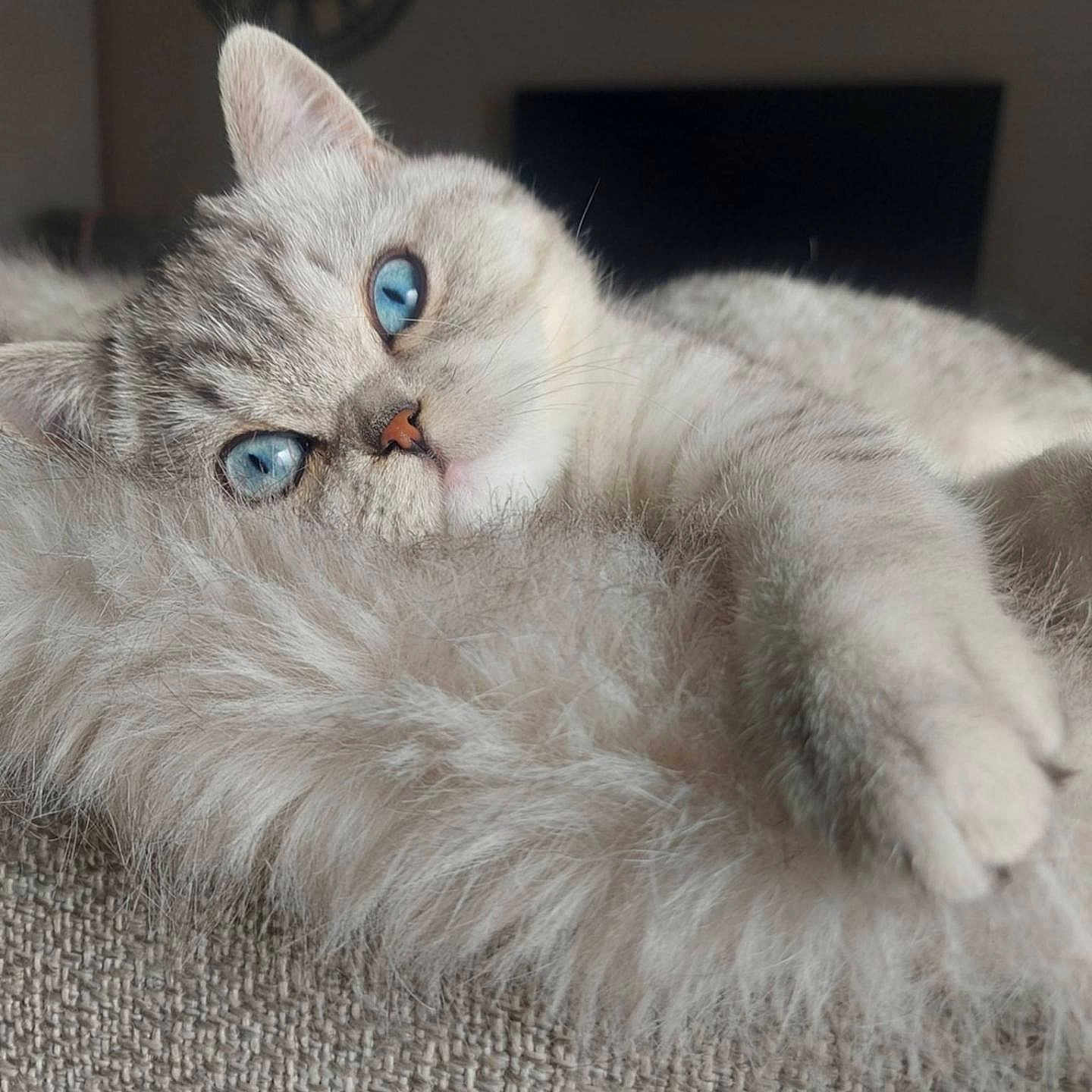 Alya participe au concours pour gagner de l'argent avec cette photo : cat, blue_eyes, fluffy, relaxed, indoor, furniture, face, pet, close_up, texture, home, domestic_animal, whiskers, sleepy, cozy, fur, portrait, animal, cute, resting