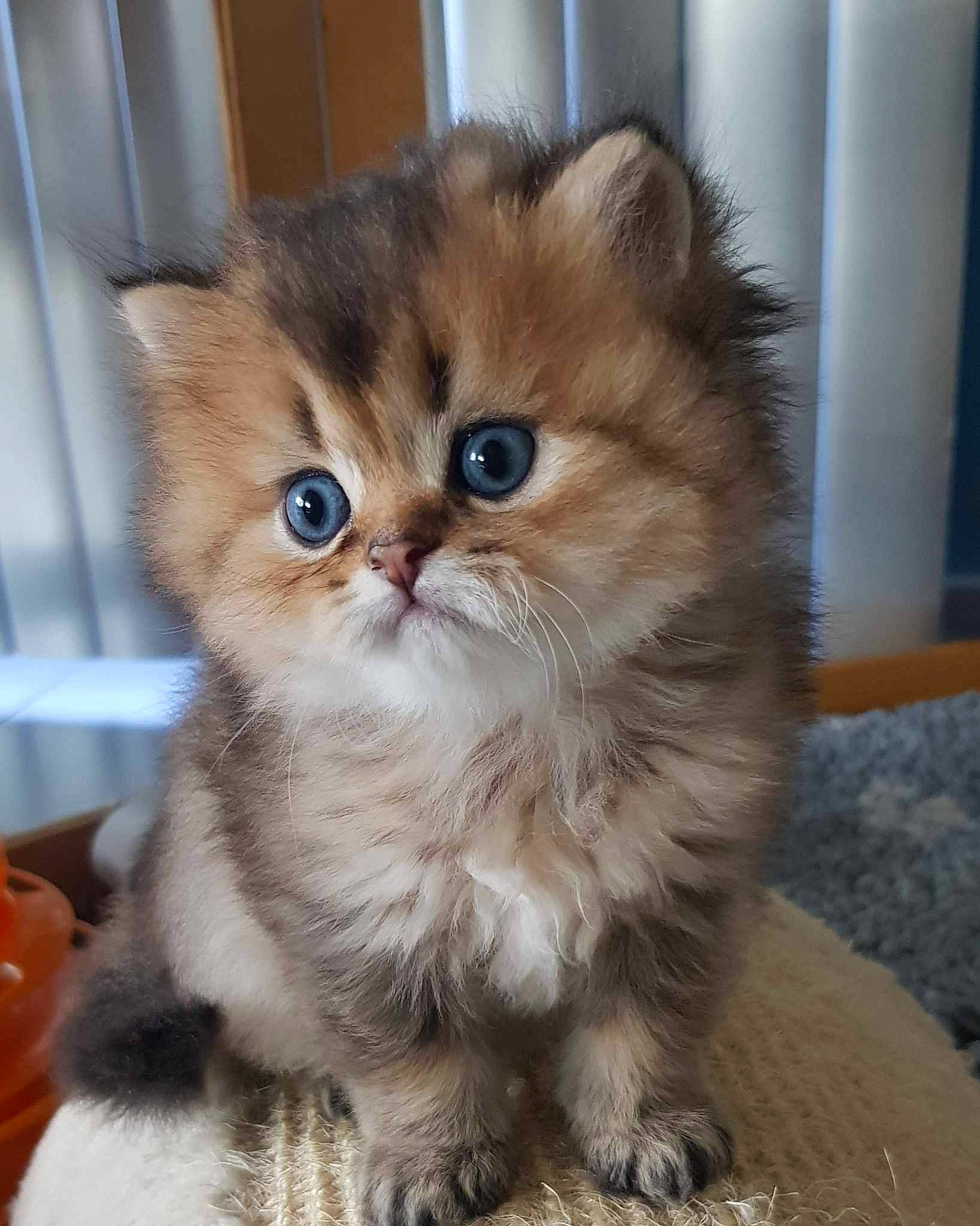 Ukko participe au concours pour gagner de l'argent avec cette photo : box, british_longhair, canidae, carnivore, cat, claw, companion_dog, domestic_short_haired_cat, fawn, felidae, flooring, fur, paw, small_to_medium_sized_cats, snout, tail, terrestrial_animal, whiskers, wood, working_animal