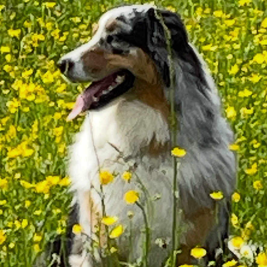 Ulka a rejoint le concours — aidez-le/la à gagner de superbes lots ! animal, canine, dog, field, flowers, fur, grass, green, happy, muzzle, nature, outdoor, pet, sitting, summer, sunny, tongue_out, tricolor, wildflowers, yellow_flowers