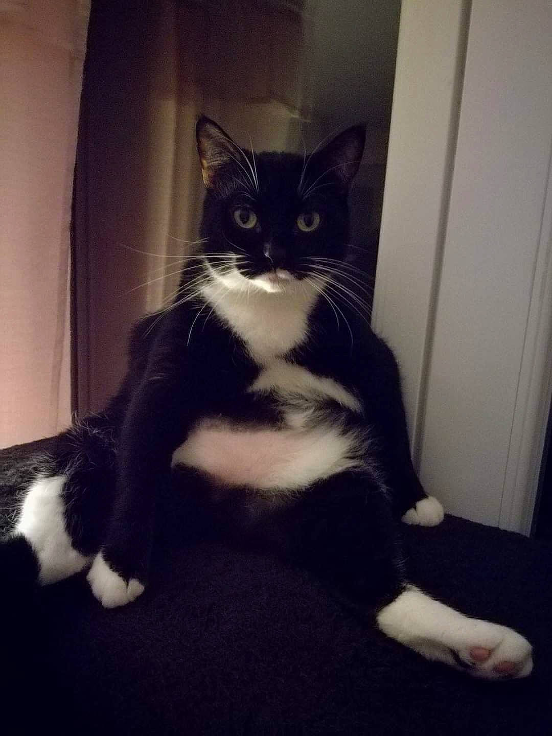 Julie participe au concours pour gagner de l'argent avec cette photo : carnivore, cat, comfort, domestic_short_haired_cat, eye, felidae, flooring, foot, formal_wear, fur, hair, leg, monochrome_photography, paw, sitting, small_to_medium_sized_cats, snout, tail, whiskers, window