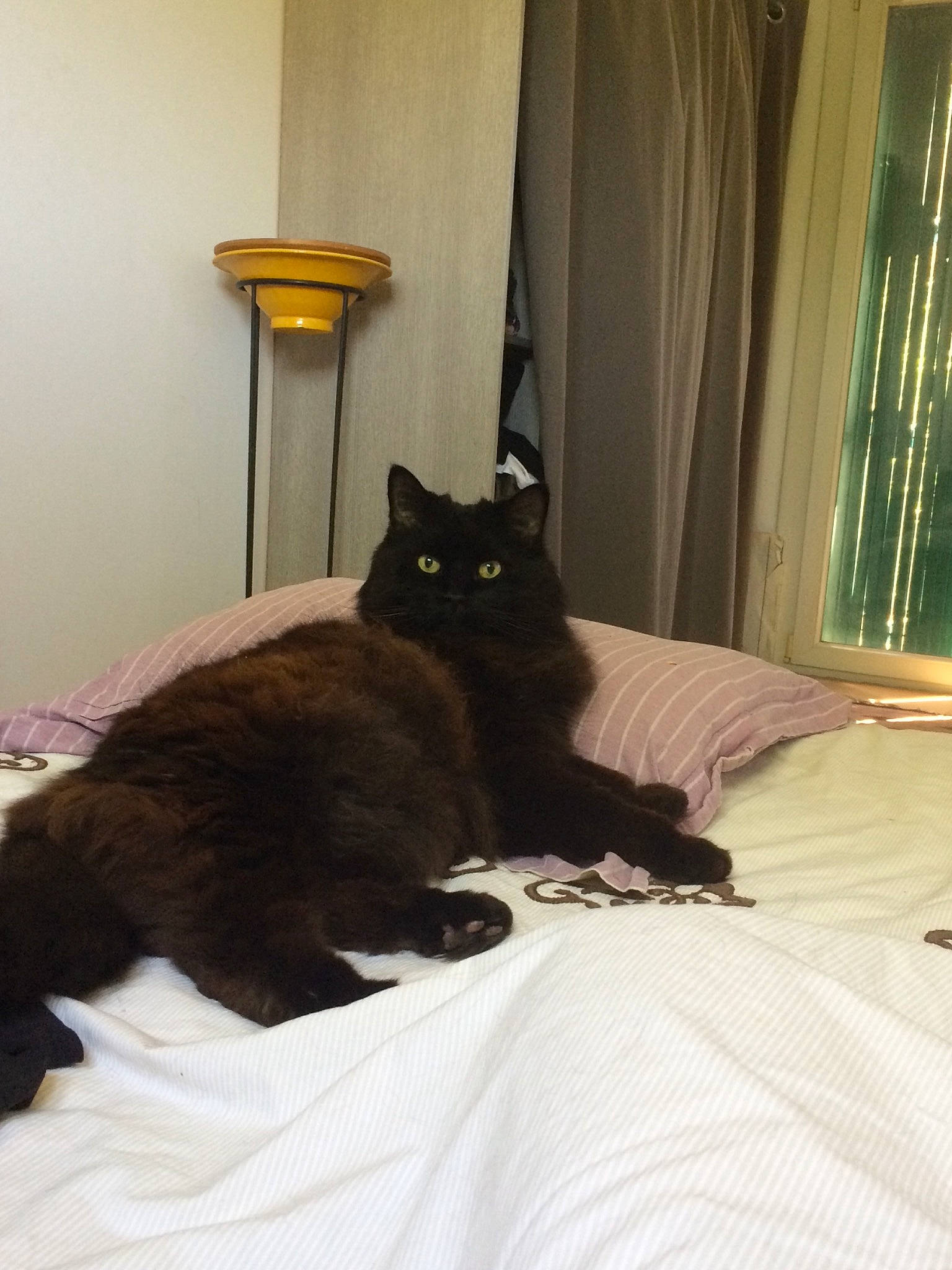 Bambou a rejoint le concours — aidez-le/la à gagner de superbes lots ! bed, bedding, black_cat, bombay, carnivore, cat, comfort, curtain, domestic_short_haired_cat, felidae, floor, fur, grey, hardwood, linens, room, small_to_medium_sized_cats, tail, whiskers, wood