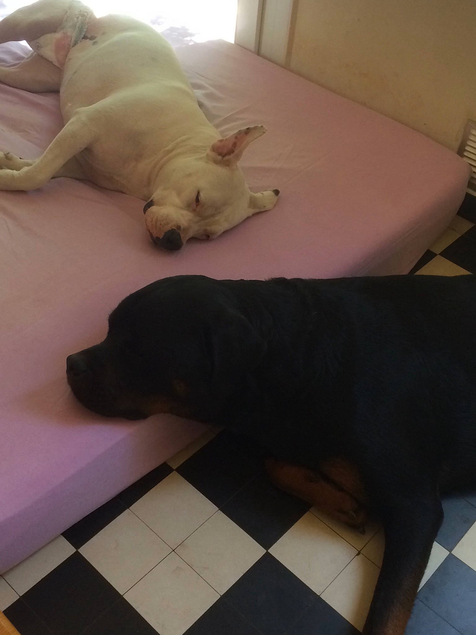 Rocky participe au concours pour gagner de l'argent avec cette photo : canidae, carnivore, comfort, companion_dog, dog, dog_breed, dog_supply, fawn, felidae, floor, flooring, hardwood, pet_supply, snout, sporting_group, tail, toy_dog, whiskers, wood, working_animal