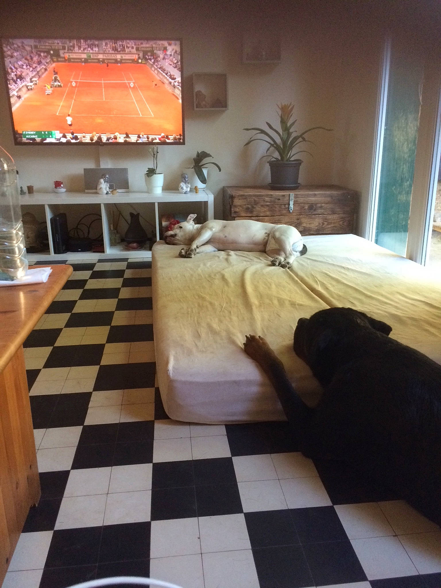 Rocky participe au concours pour gagner de l'argent avec cette photo : bed_frame, bedroom, carnivore, comfort, couch, floor, flooring, furniture, hardwood, houseplant, interior_design, linens, living_room, pillow, plant, studio_couch, table, television, wall, wood