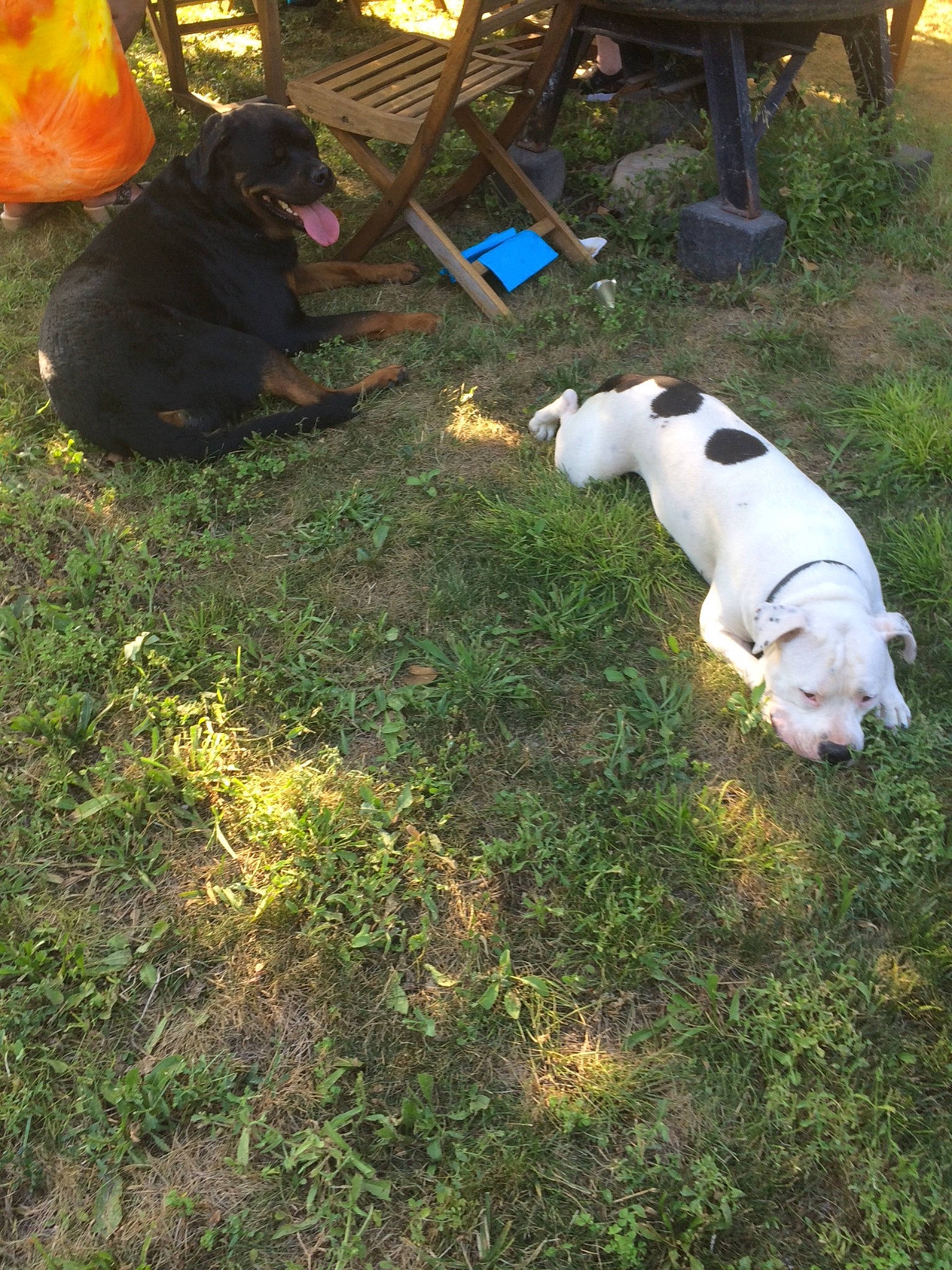 Rocky participe au concours pour gagner de l'argent avec cette photo : backyard, canidae, carnivore, chair, companion_dog, dog, dog_breed, fawn, grass, lawn, mammal, pet_supply, plant, sporting_group, tail, tints_and_shades, tree, vertebrate, working_animal, yard
