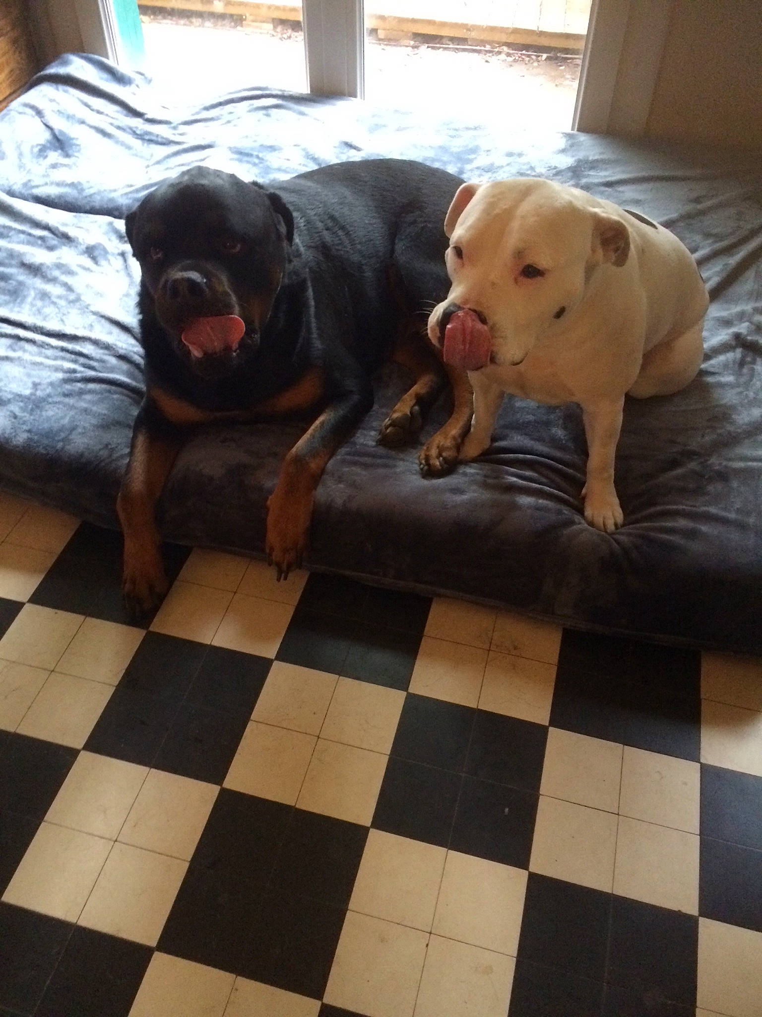 Rocky participe au concours pour gagner de l'argent avec cette photo : black, canidae, carnivore, comfort, companion_dog, dog, dog_breed, fawn, floor, flooring, fur, guard_dog, hardwood, liver, retriever, snout, sporting_group, tail, wood, working_animal